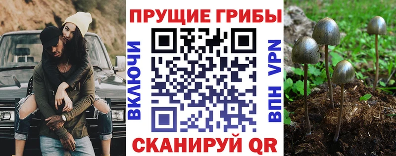 KRAKEN ссылки  Ершов  Галлюциногенные грибы мицелий  где купить наркотик 
